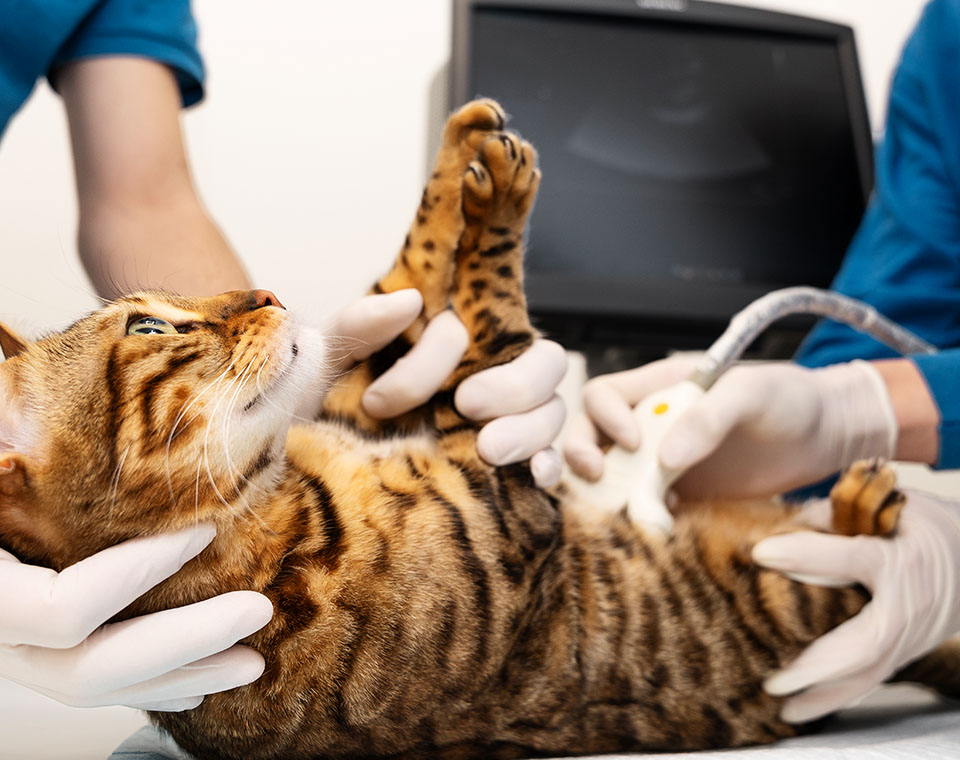 doctor checking cat's belly