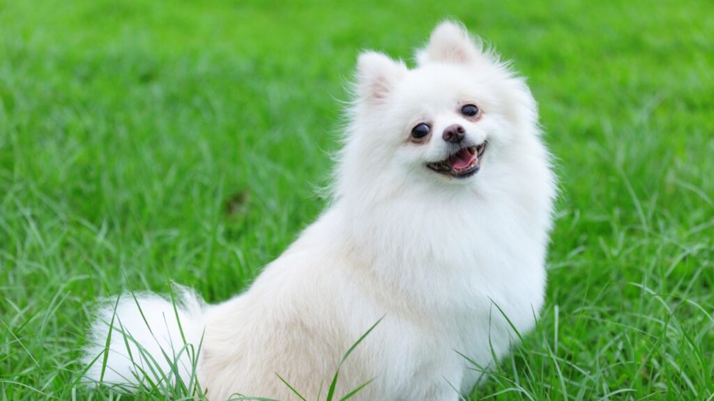 White Pomeranian dog smiling in green grass.