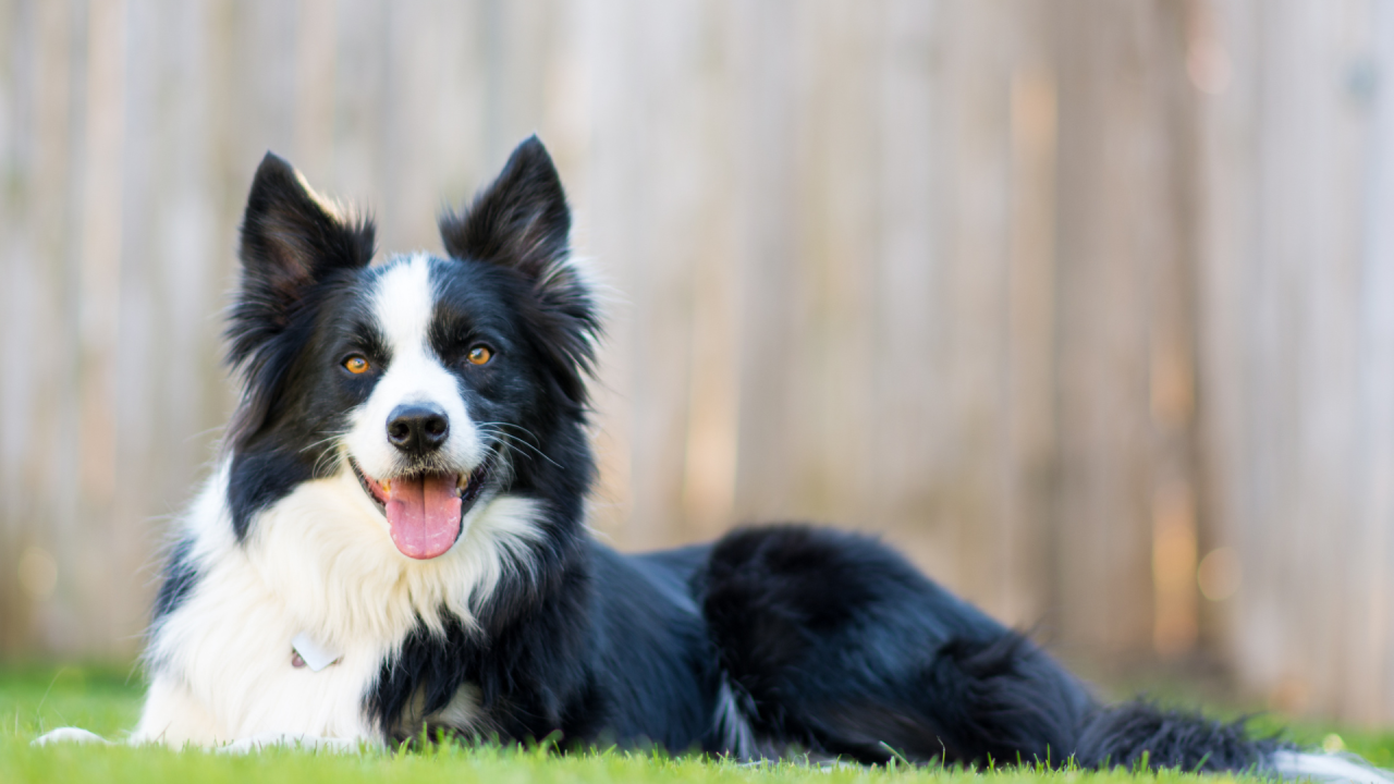 Border Collie lying on grass with a playful expression.