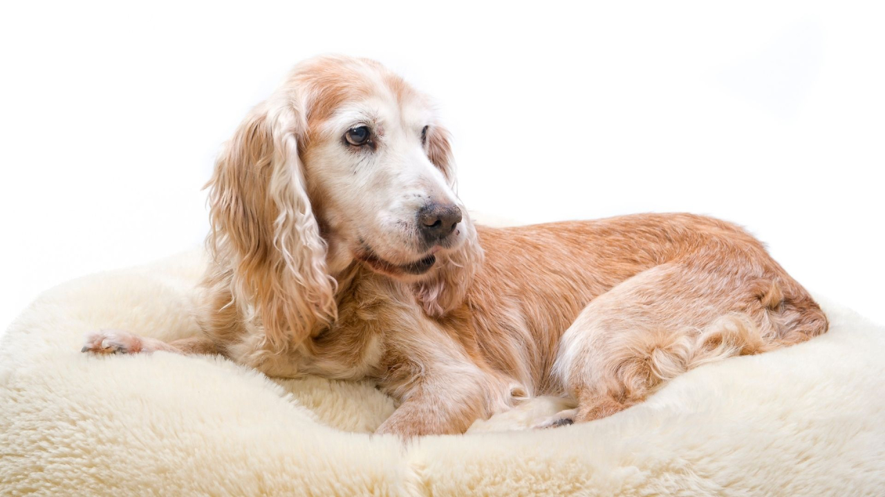 Golden Cocker Spaniel lying comfortably on a fluffy white cushion.