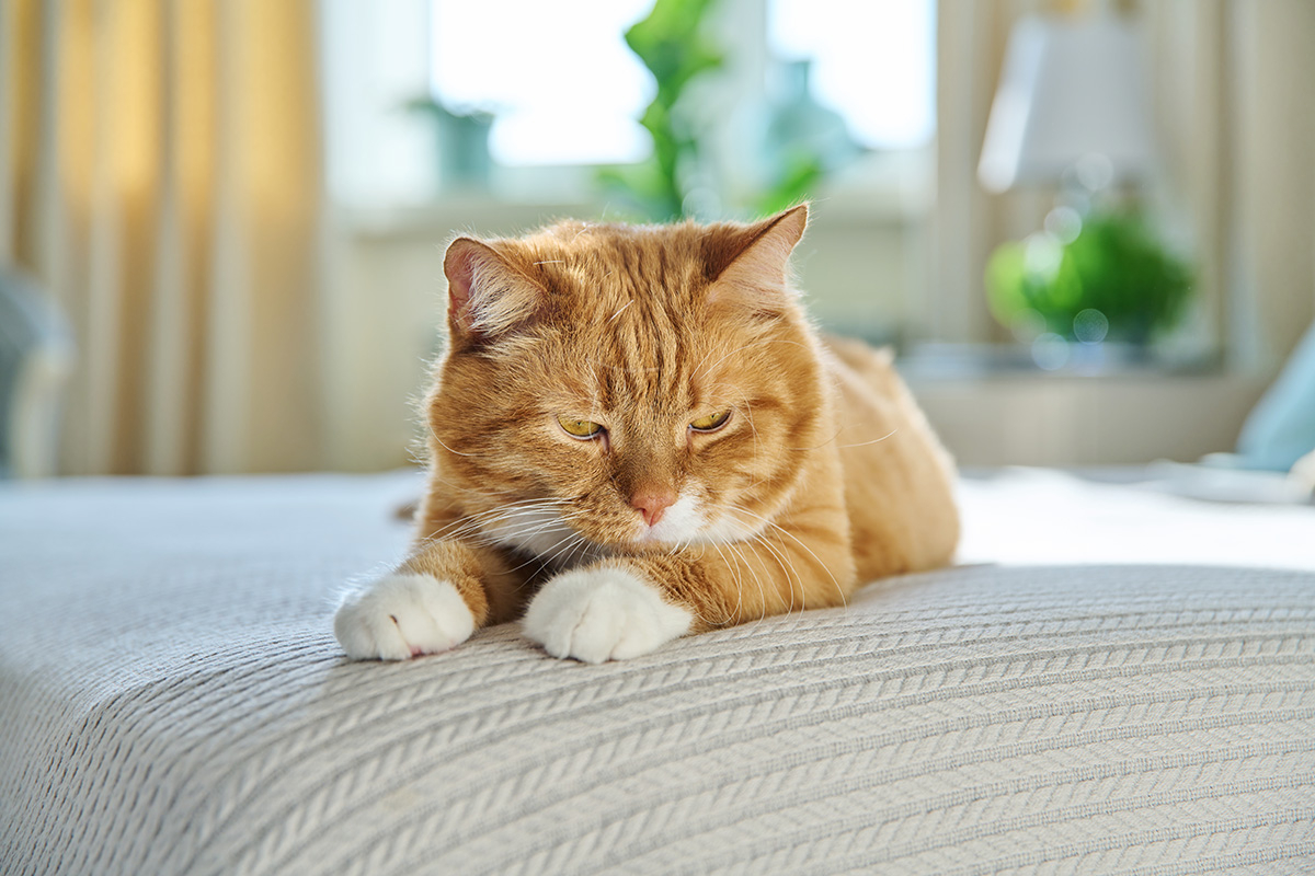 Orange tabby cat lounging on a quilted bedspread.
