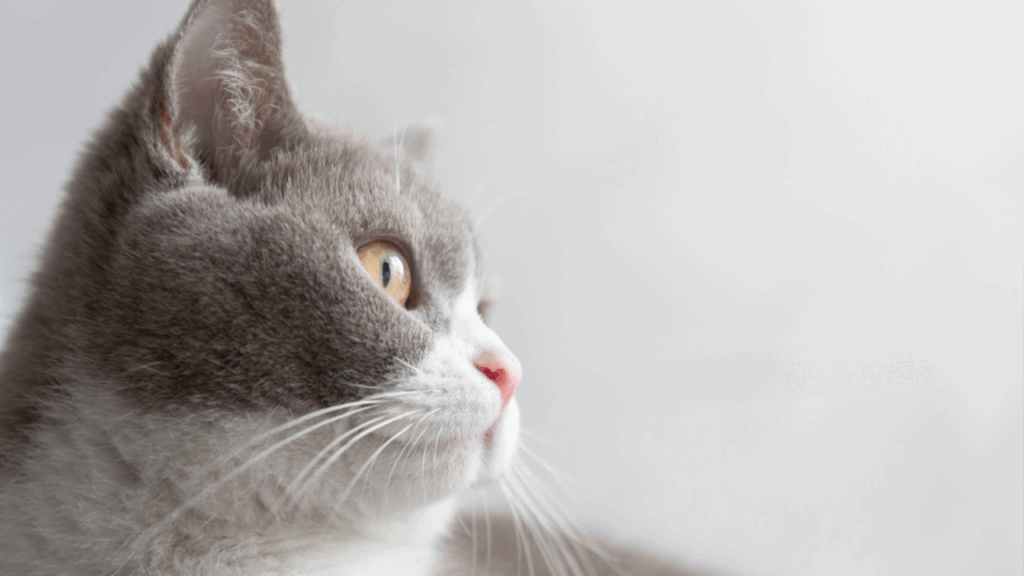 Grey and white cat looking upward with a soft focus background.