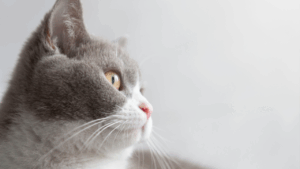 Grey and white cat looking upward with a soft focus background.