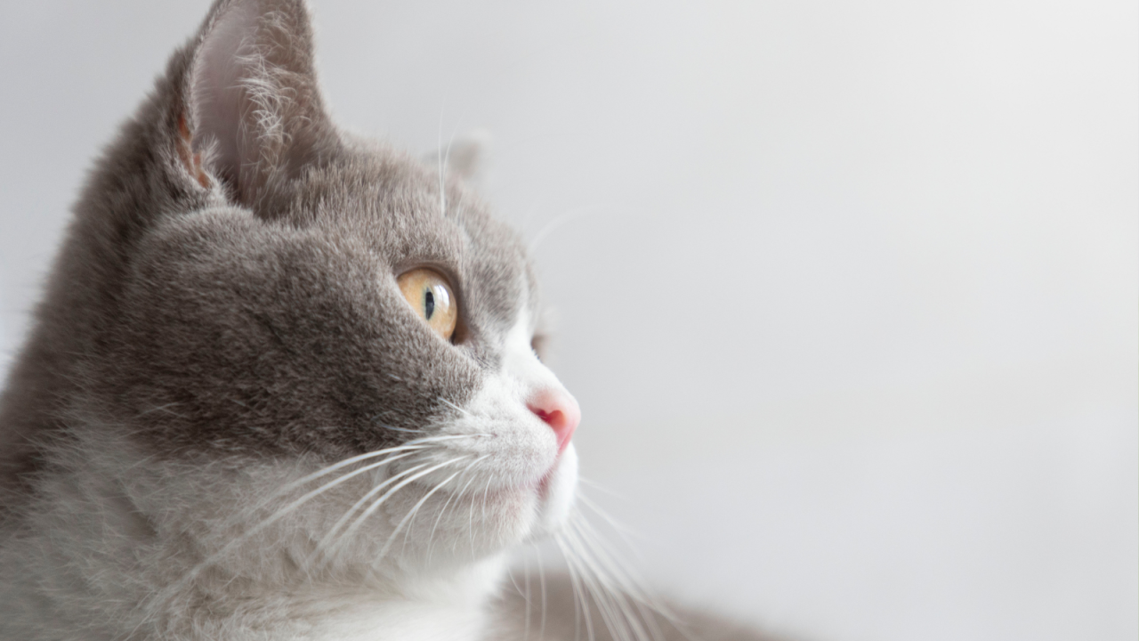 Grey and white cat looking upward with a soft focus background.