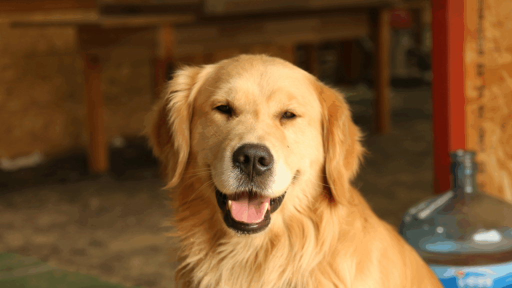 Golden Retriever with a slight smile looking directly at the camera.