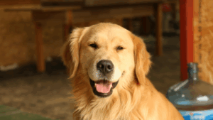 Golden Retriever with a slight smile looking directly at the camera.