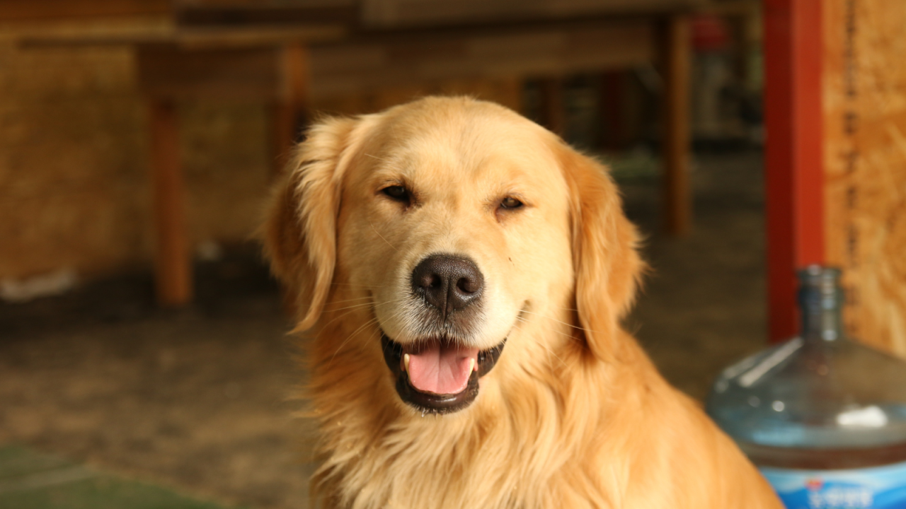 Golden Retriever with a slight smile looking directly at the camera.