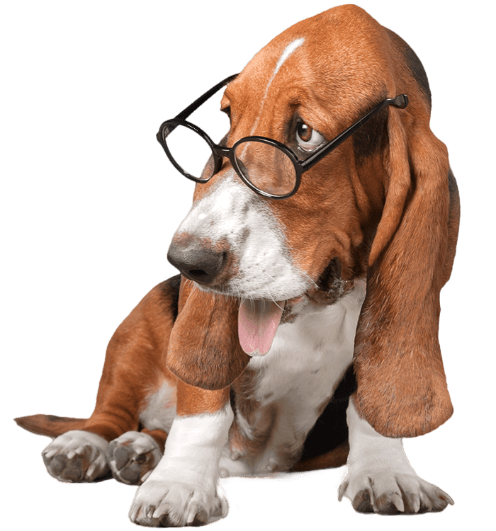 A Basset Hound wearing glasses sits with its tongue out.