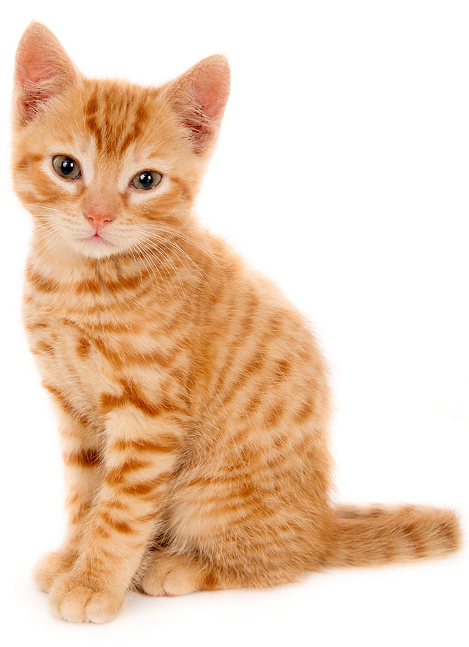 Orange striped kitten sitting and looking at the camera.