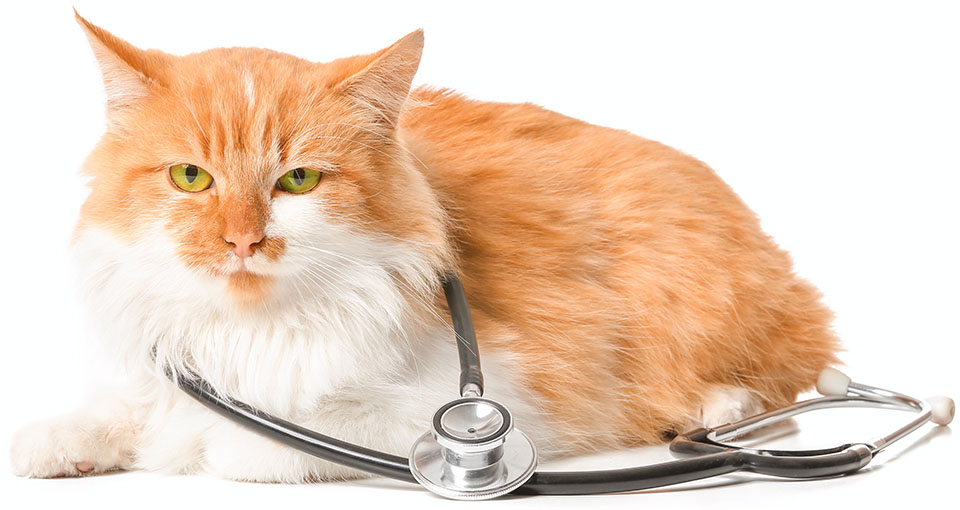 Orange cat with green eyes lying next to a stethoscope.