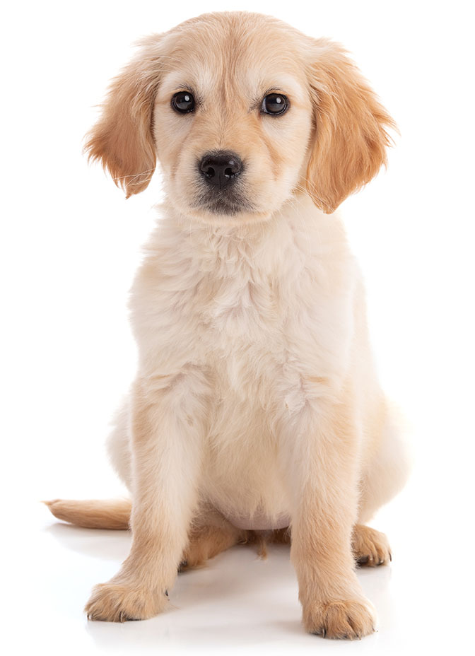 Golden retriever puppy sitting and looking at the camera.
