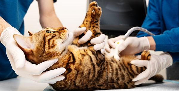A Bengal cat being examined by two veterinarians in gloves.