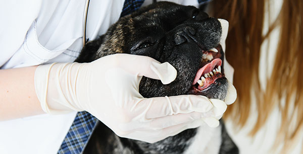 Veterinarian examining the teeth of a French Bulldog.