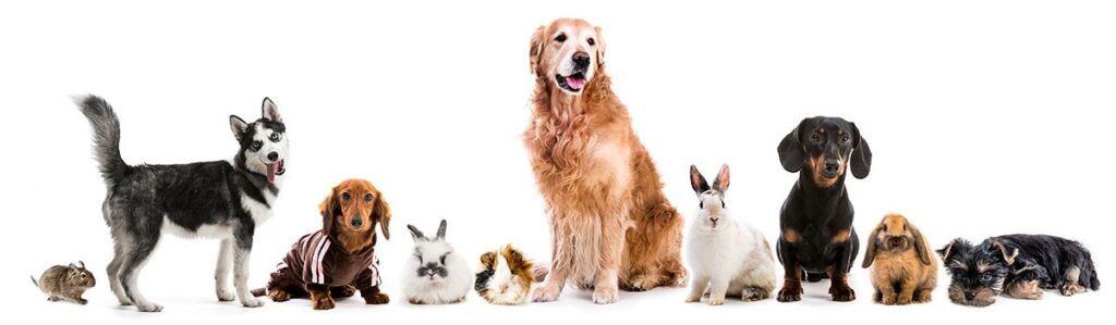 Lineup of various pets including dogs, rabbits, and a guinea pig on a white background.