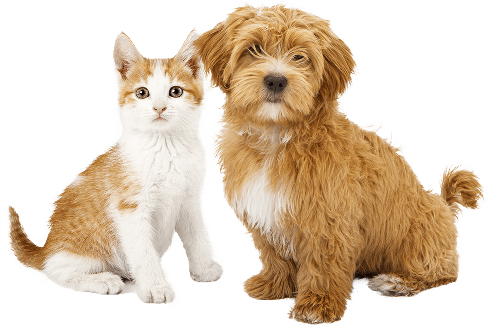 A small ginger-and-white kitten and a fluffy brown puppy sitting together.