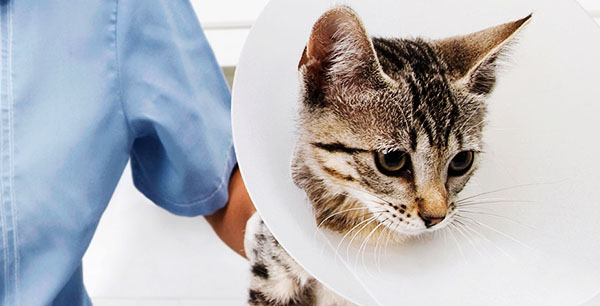Tabby kitten wearing a cone, held by a person in a blue shirt.