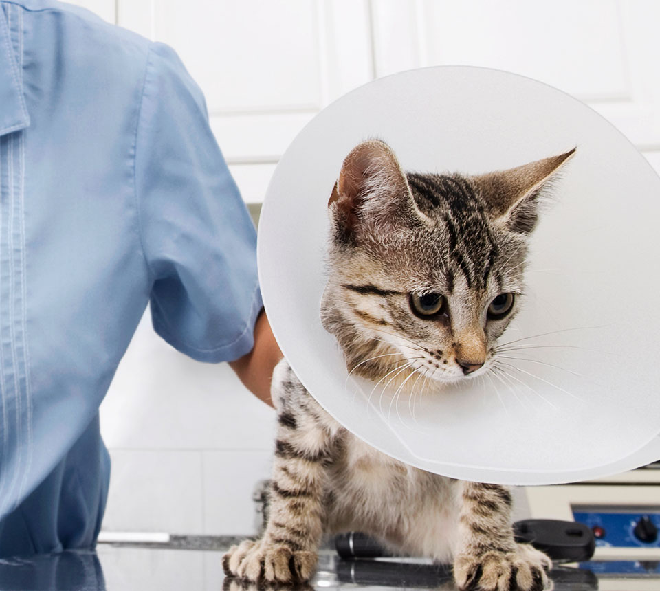 A kitten with a cone around its neck being handled by a vet.