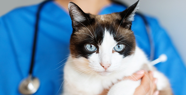 A white and brown cat with striking blue eyes held by a person in blue scrubs wearing a stethoscope.