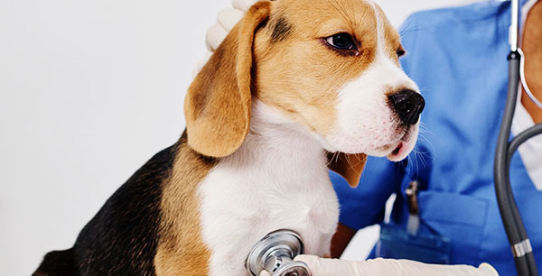A veterinarian examining a beagle puppy using a stethoscope.