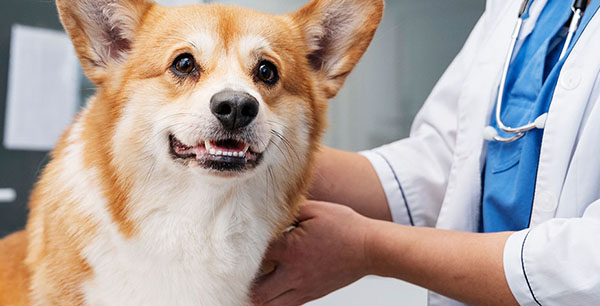 A veterinarian examining a smiling Corgi in a clinic.