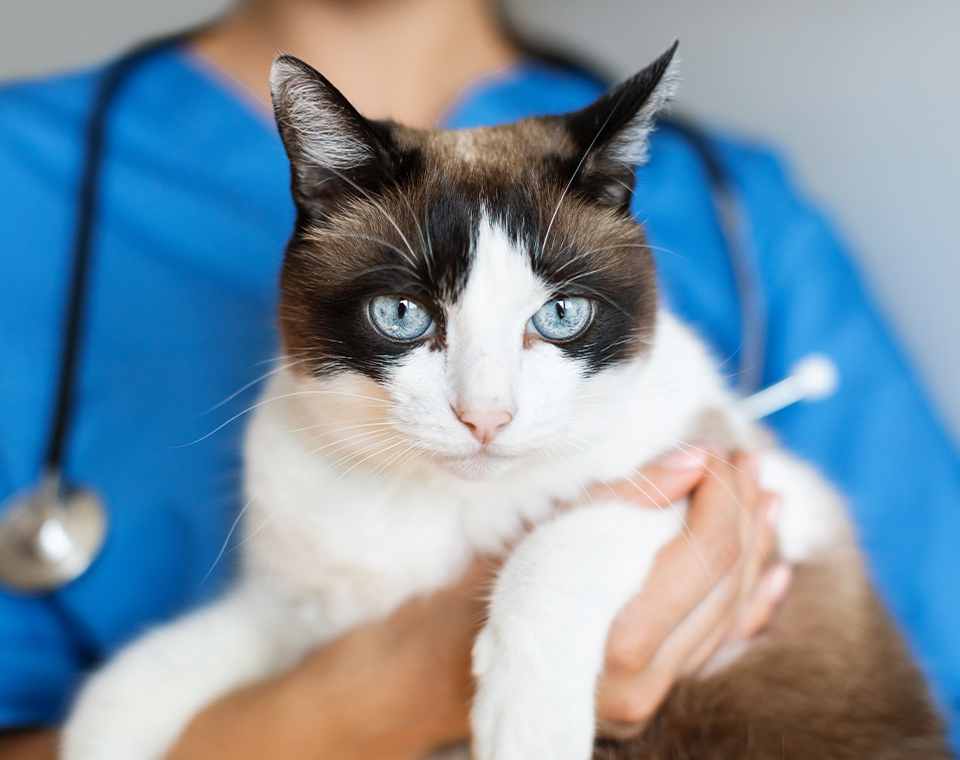 A veterinarian holding a snowshoe cat with striking blue eyes.
