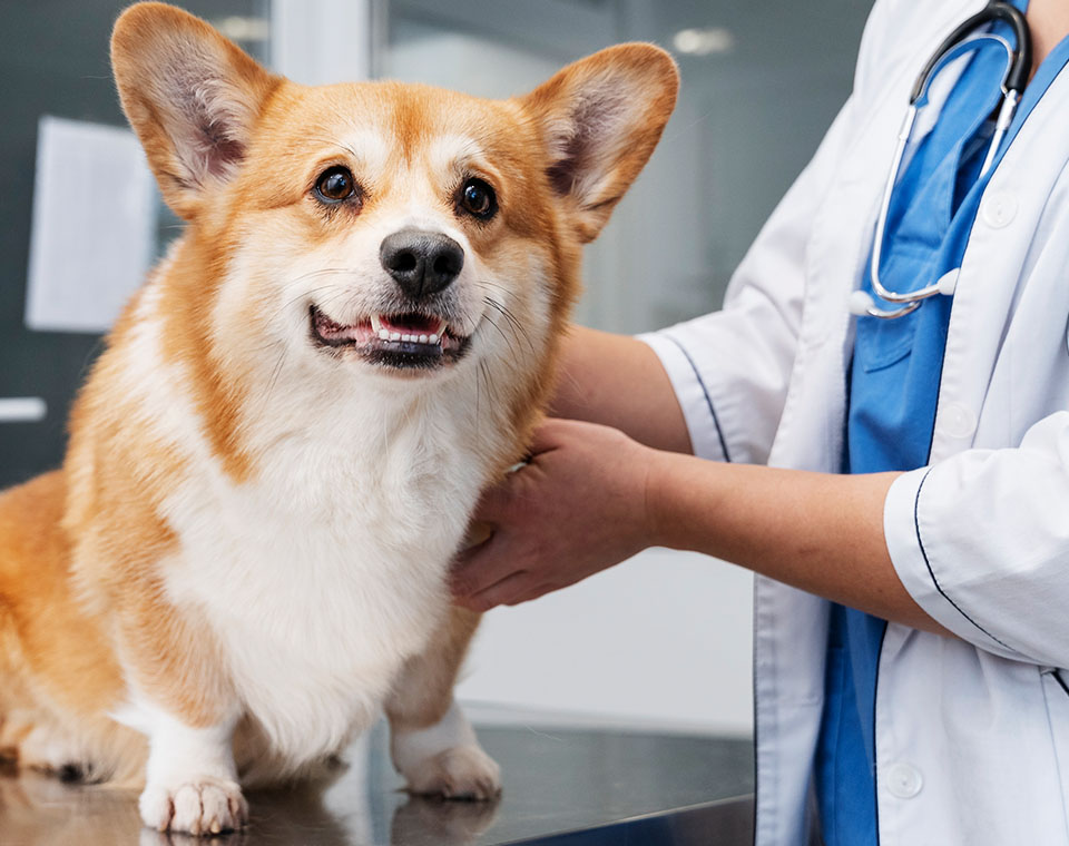 Veterinarian examining a smiling corgi in a clinic.