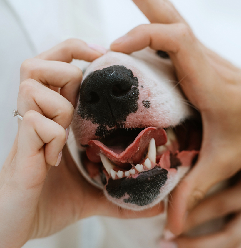 White dog showing his teethe
