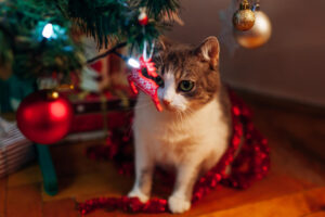 Christmas Cat