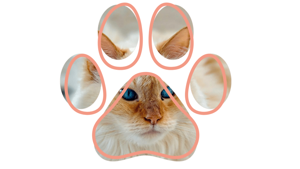 Compassionate Vet near me team at McMillin Animal Hospital serving Orting WA